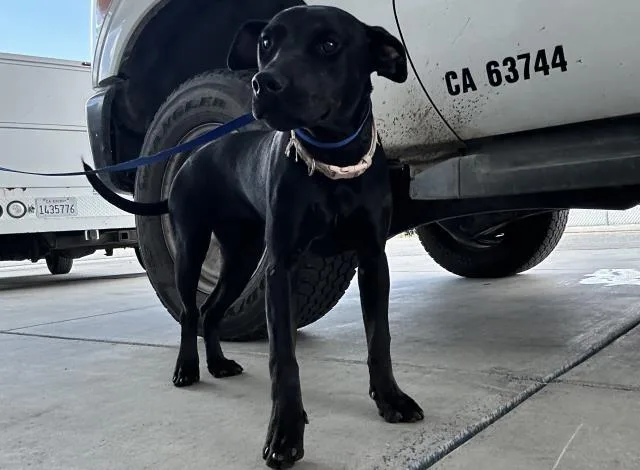 A young small-sized female Labrador Retriever dog named Lucy for adoption in Bakersfield, CA