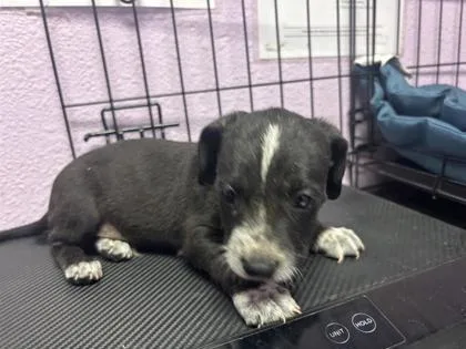 A baby small-sized male Black Labrador Retriever dog named 61128676 for adoption in El Paso, TX