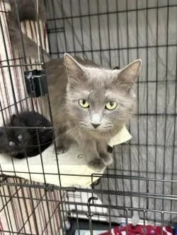 An adult medium-sized female Domestic Medium Hair cat named Fern for adoption in Black River Falls, WI