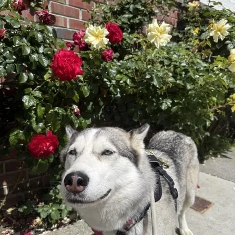 Valentine