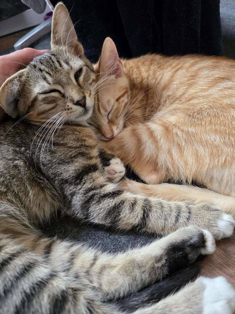 A baby medium-sized male Tabby (Orange / Red) Domestic Short Hair cat named Phoenix for adoption in Wilmington, NC