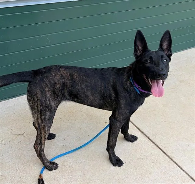 A young medium-sized female Dutch Shepherd dog named Roca for adoption in Leesburg, VA