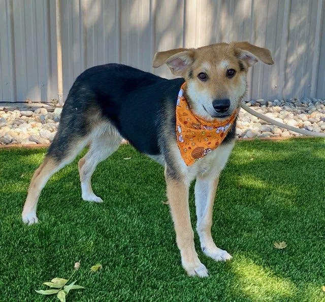 A young medium-sized male Black German Shepherd Dog dog named Leonardo for adoption in Colusa, CA