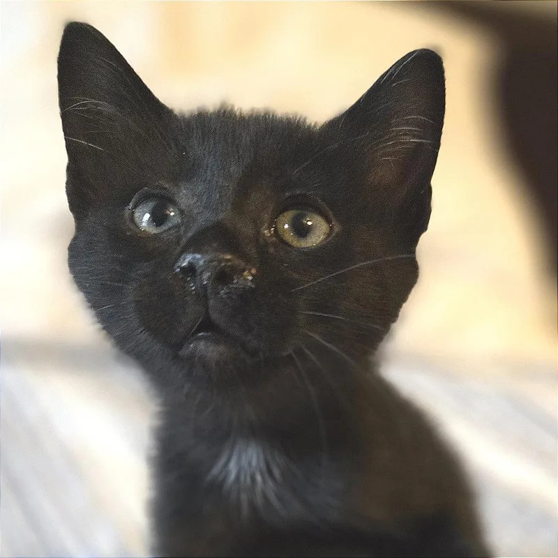 A baby small-sized male Domestic Short Hair cat named Smeagol for adoption in Cumming, GA