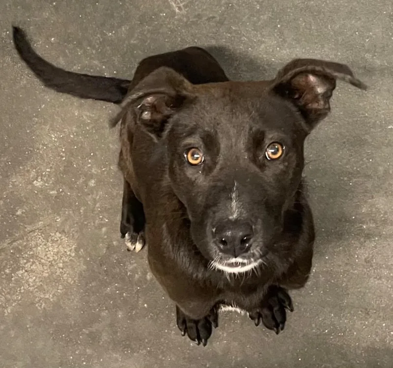 A baby large-sized female Mixed Breed dog named Nancy for adoption in Henderson, NC
