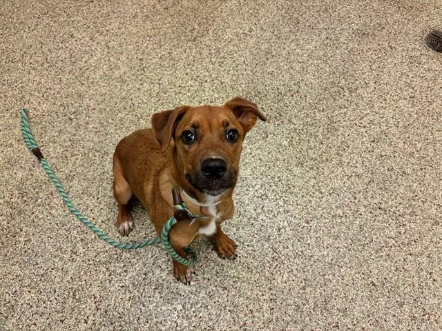 A young medium-sized female Labrador Retriever dog named Nova for adoption in Colorado Springs, CO