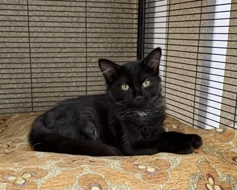 A young medium-sized female Domestic Short Hair cat named Tina for adoption in Mc Cormick, SC