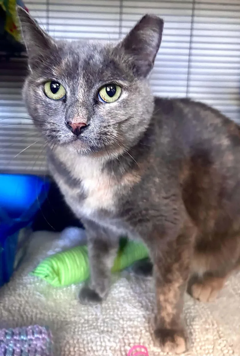 An adult medium-sized female Domestic Short Hair cat named Abra for adoption in Gettysburg, PA