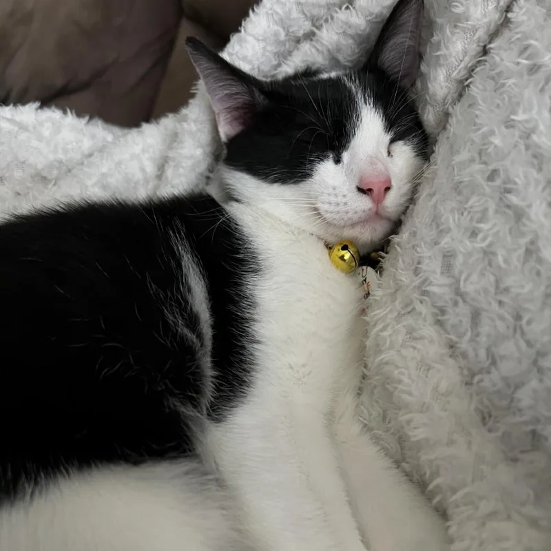 An adult large-sized male Domestic Short Hair cat named Hunny Bunch for adoption in West Palm Beach, FL