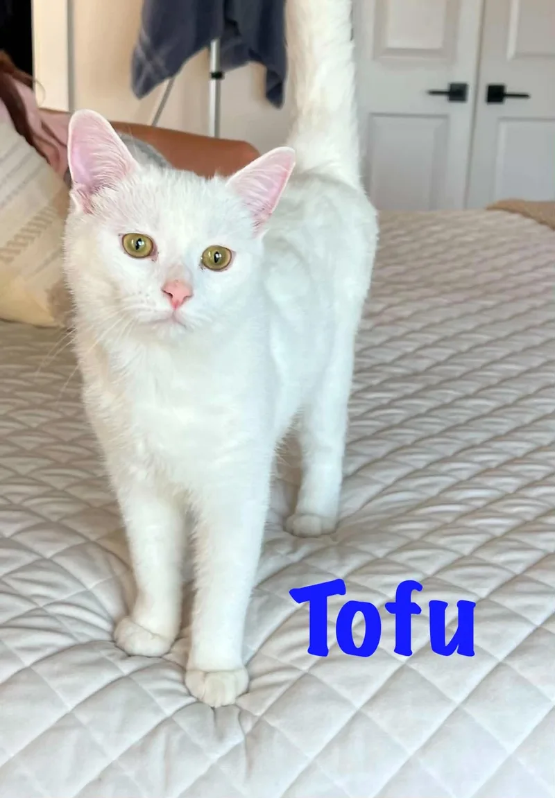 Tofu thumbnail 2