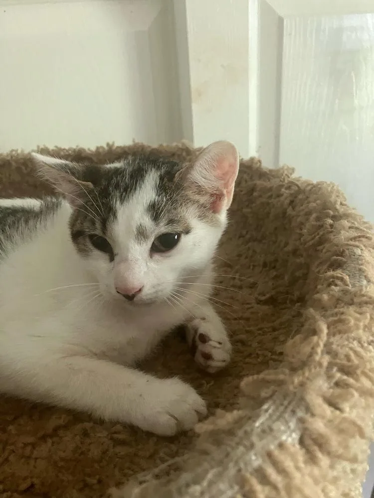 A baby small-sized female Domestic Short Hair cat named Connie for adoption in Orlando, FL