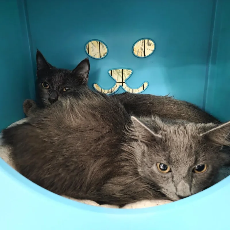 A young medium-sized male Domestic Medium Hair cat named Dewey for adoption in Oshkosh, WI