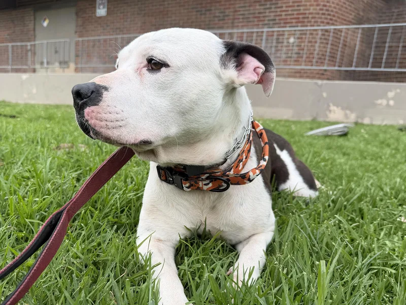 A young medium-sized male White / Cream Staffordshire Bull Terrier dog named Petey for adoption in Sierra Madre, CA