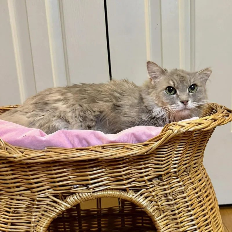 An adult medium-sized female Gray / Blue / Silver Domestic Medium Hair cat named Alice for adoption in Raleigh, NC