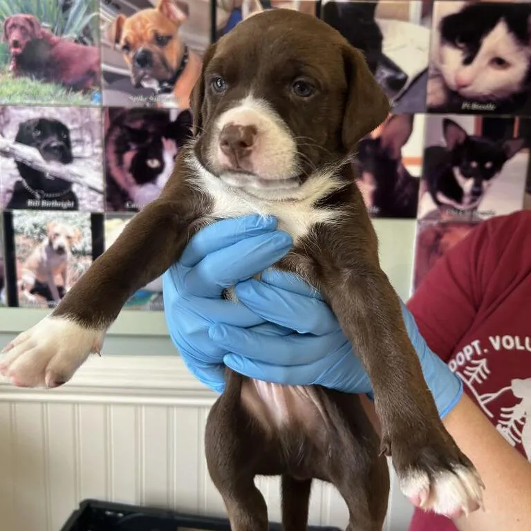 A baby large-sized male Mixed Breed dog named Bart for adoption in Waynesville, NC
