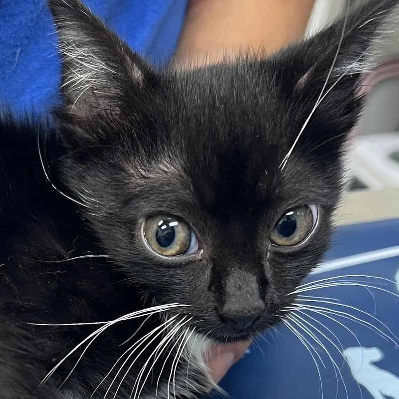 A baby small-sized female Black Domestic Short Hair cat named Fisher for adoption in Galveston, TX