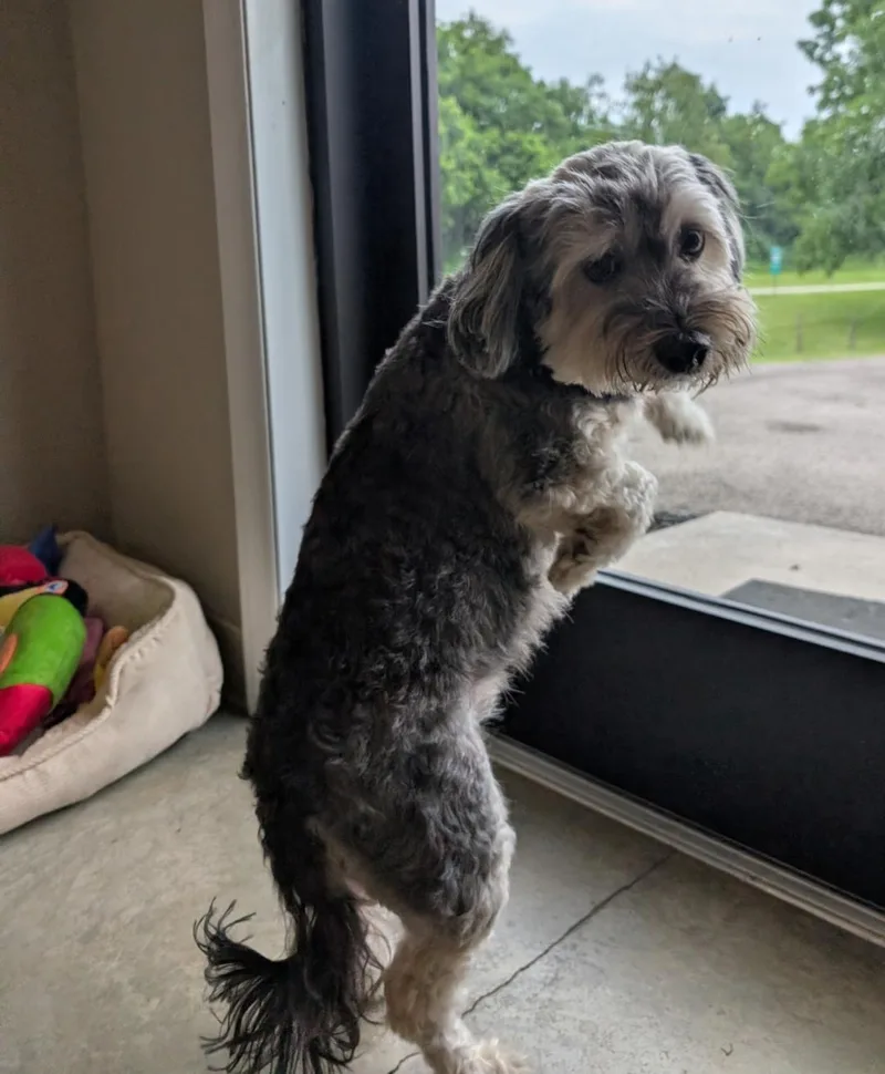 An adult small-sized male Yorkshire Terrier dog named Cooper for adoption in Westminster, MD
