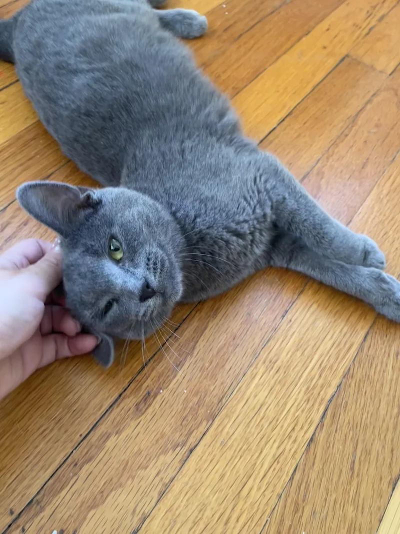 A baby small-sized female Gray / Blue / Silver Russian Blue cat named Greta for adoption in Staten Island, NY