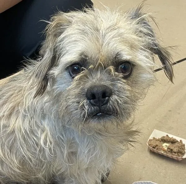 A young small-sized male Terrier dog named Mango for adoption in El Cajon, CA