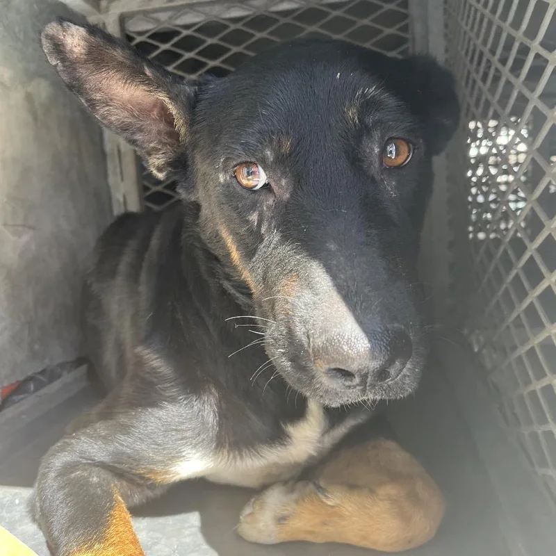 An adult medium-sized male Black Shepherd dog named Nolan for adoption in Edinburg, TX