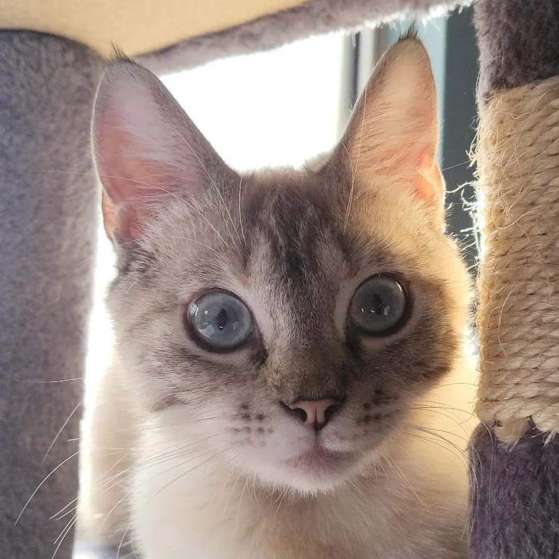 A young medium-sized female Blue Point Siamese cat named Sylvie for adoption in Santa Ana, CA