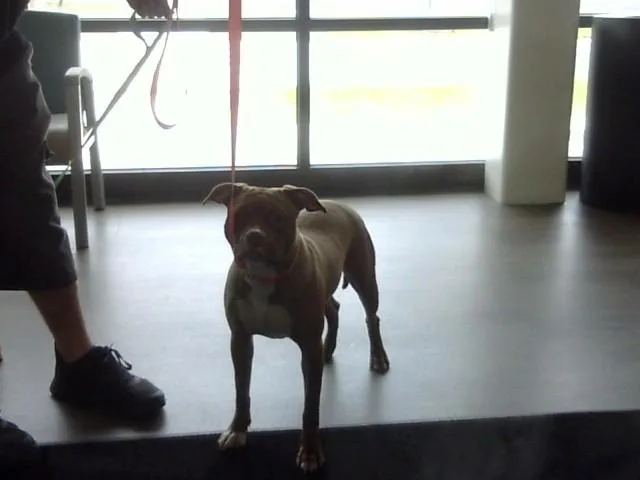 A young medium-sized female Pit Bull Terrier dog named Wanda for adoption in Toledo, OH