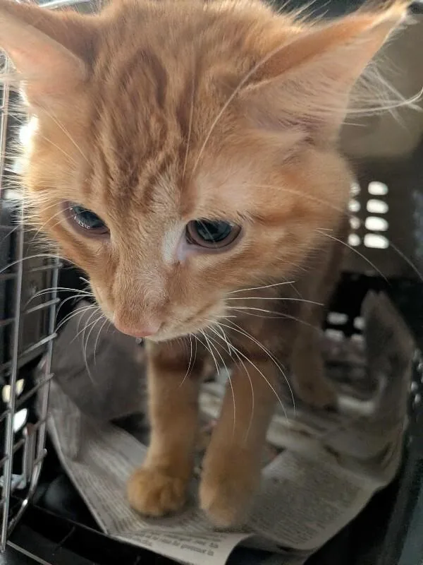 An adult medium-sized male Orange / Red Domestic Long Hair cat named Rottie for adoption in Cincinnati, OH