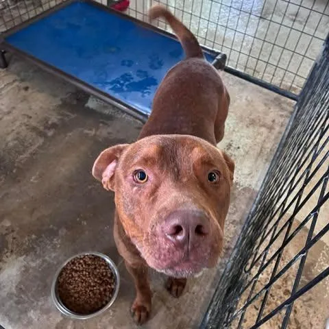 An adult large-sized male Red / Chestnut / Orange Pit Bull Terrier dog named Rojo for adoption in Bastrop, TX