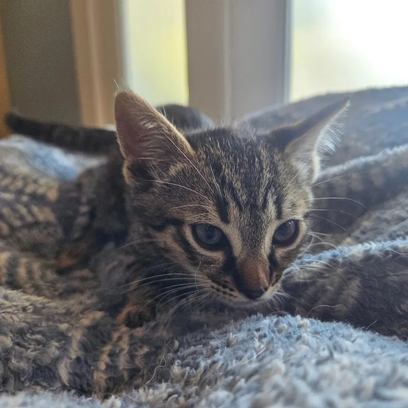 A baby small-sized male Brown / Chocolate Domestic Short Hair cat named Taco for adoption in Brea, CA