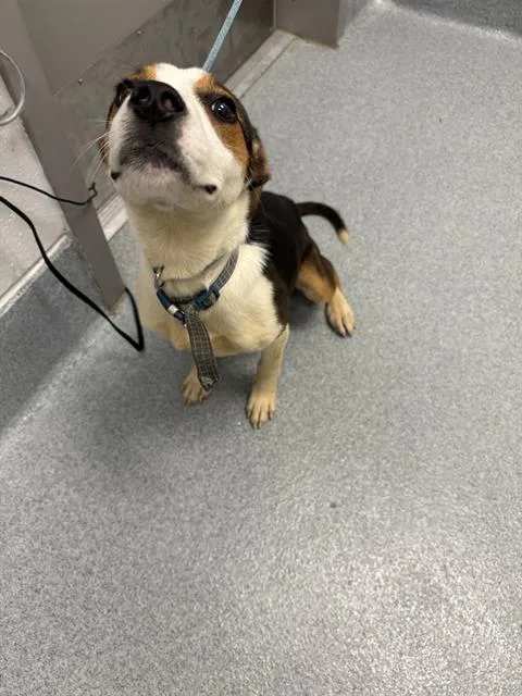 A young medium-sized female Beagle dog named Tulip for adoption in Indianapolis, IN