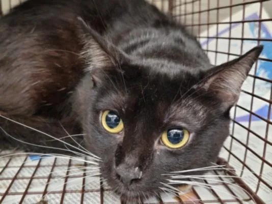 A young medium-sized male Domestic Short Hair cat named Marty for adoption in Los Angeles, CA
