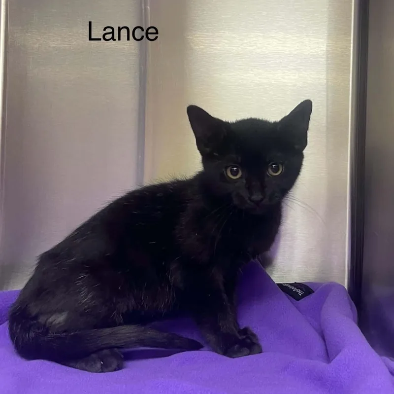 A baby medium-sized male Black Bombay cat named Lance for adoption in Wyandotte, MI