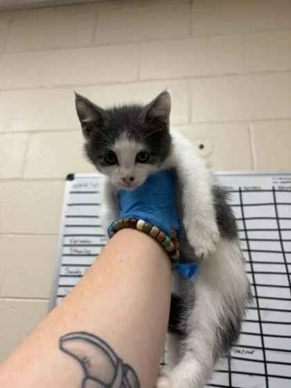 A baby small-sized female Domestic Short Hair cat named Mothra for adoption in Westland, MI