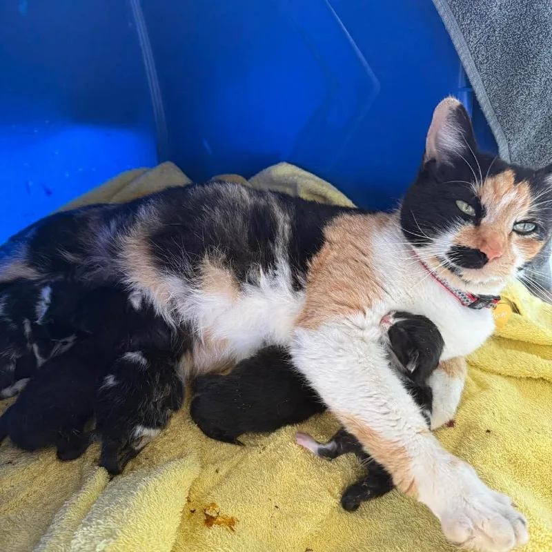 A young medium-sized female Calico Domestic Short Hair cat named Mama Lauren for adoption in Mount Juliet, TN