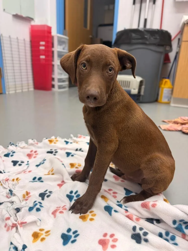 A baby medium-sized male Labrador Retriever dog named Cheech for adoption in Hartsville, SC