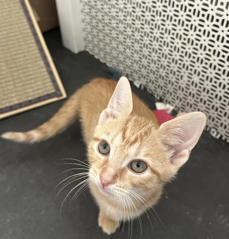 A baby small-sized male Domestic Short Hair cat named Virgo for adoption in Havertown, PA
