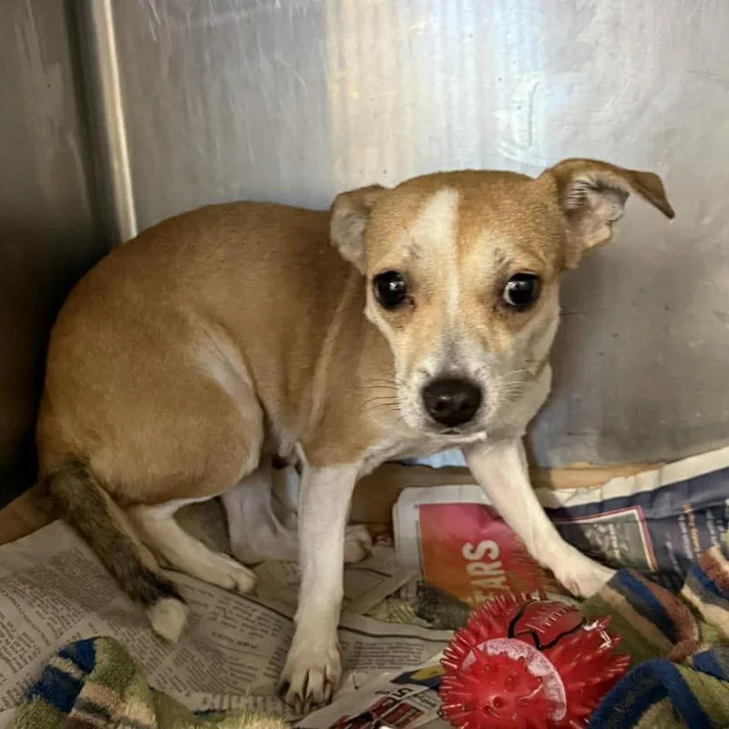 An adult small-sized female Yellow / Tan / Blond / Fawn Chihuahua dog named Molly for adoption in St. Charles, IL