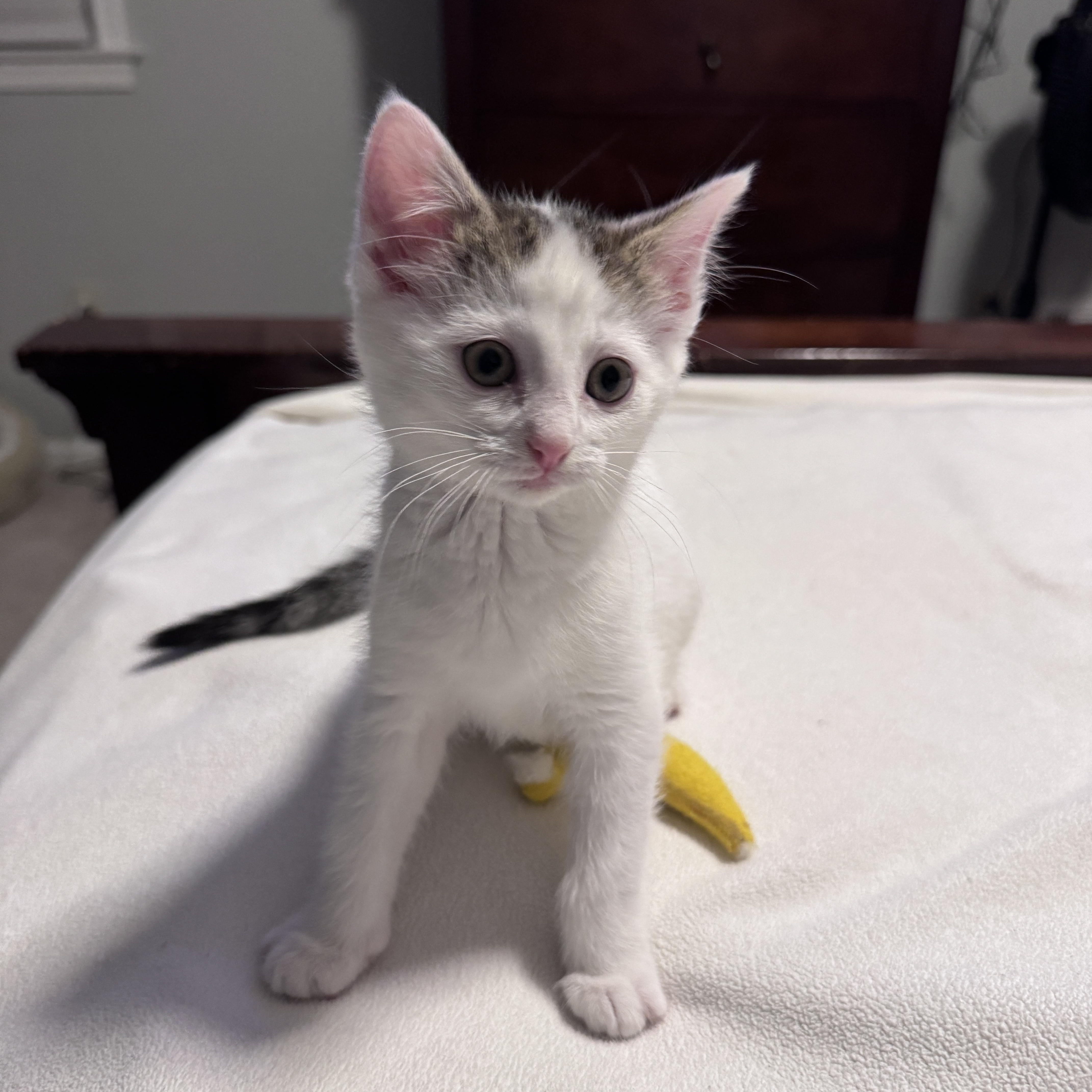 A baby small-sized female White Domestic Short Hair cat named Rabbit for adoption in Pottstown, PA