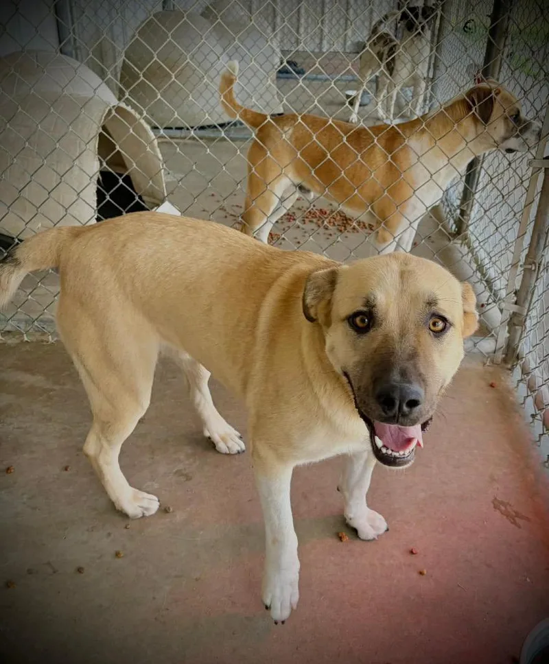 An adult large-sized female Labrador Retriever dog named Bluebell for adoption in Ada, OK