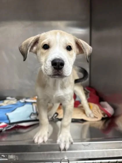 A young small-sized male Siberian Husky dog named Graham for adoption in North Miami Beach, FL