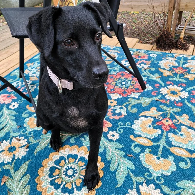 A young medium-sized female Black Labrador Retriever dog named Valentina for adoption in Danville, VT