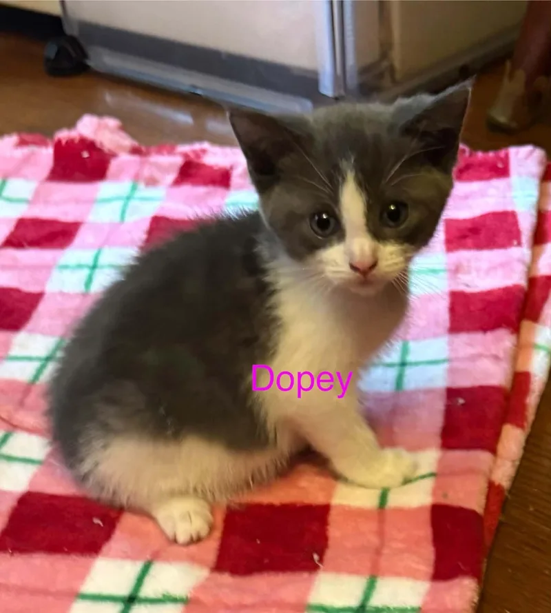 A baby medium-sized male Domestic Short Hair cat named Dopey for adoption in Westfield, MA