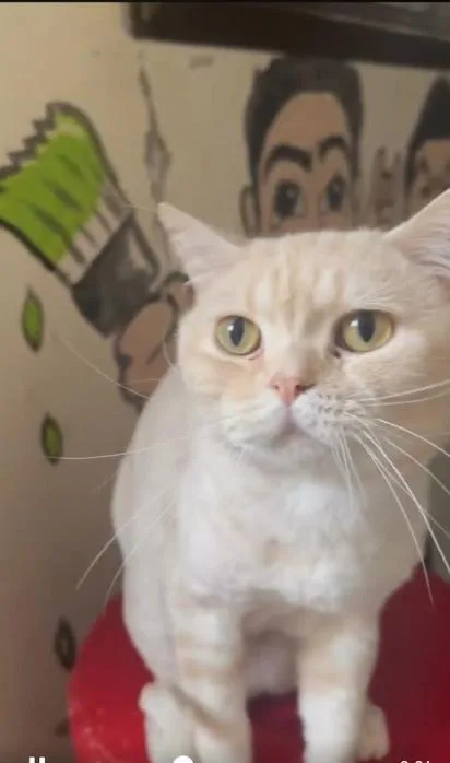 An adult medium-sized male Tabby (Orange / Red) Exotic Shorthair cat named Panko for adoption in Denver, CO