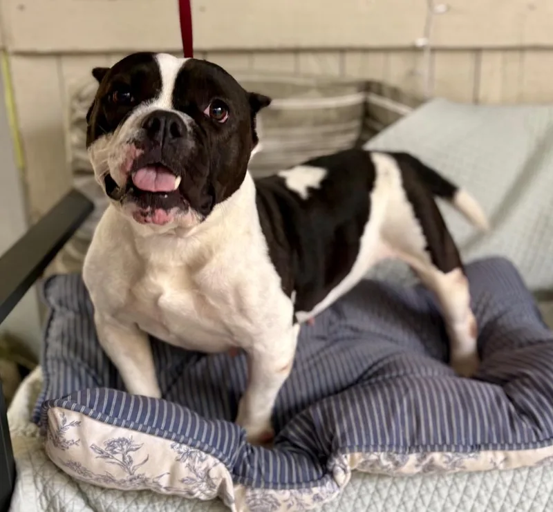 An adult medium-sized female American Bulldog dog named Baby Dee for adoption in Fort Worth, TX