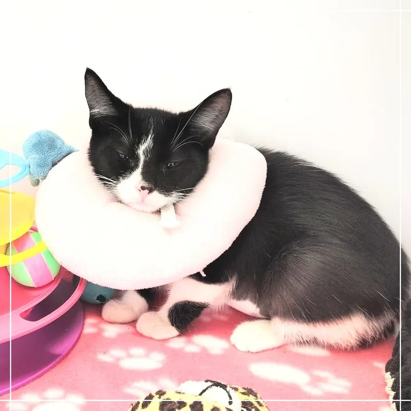 A baby small-sized female Black Domestic Short Hair cat named Jess for adoption in Dearborn, MI