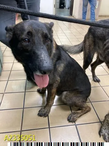An adult large-sized male Mixed Breed dog named Wulbren for adoption in West Palm Beach, FL