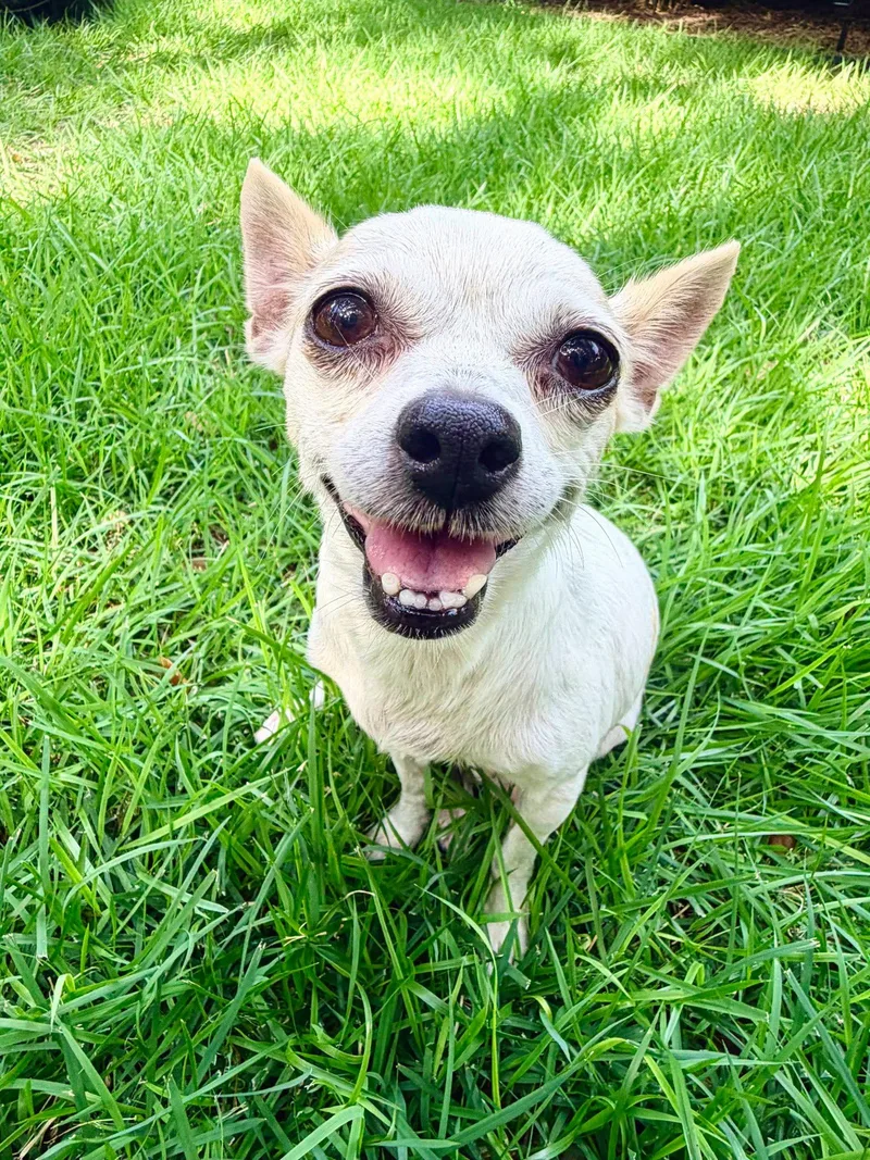 An adult small-sized female Chihuahua dog named Blanca for adoption in Austin, TX