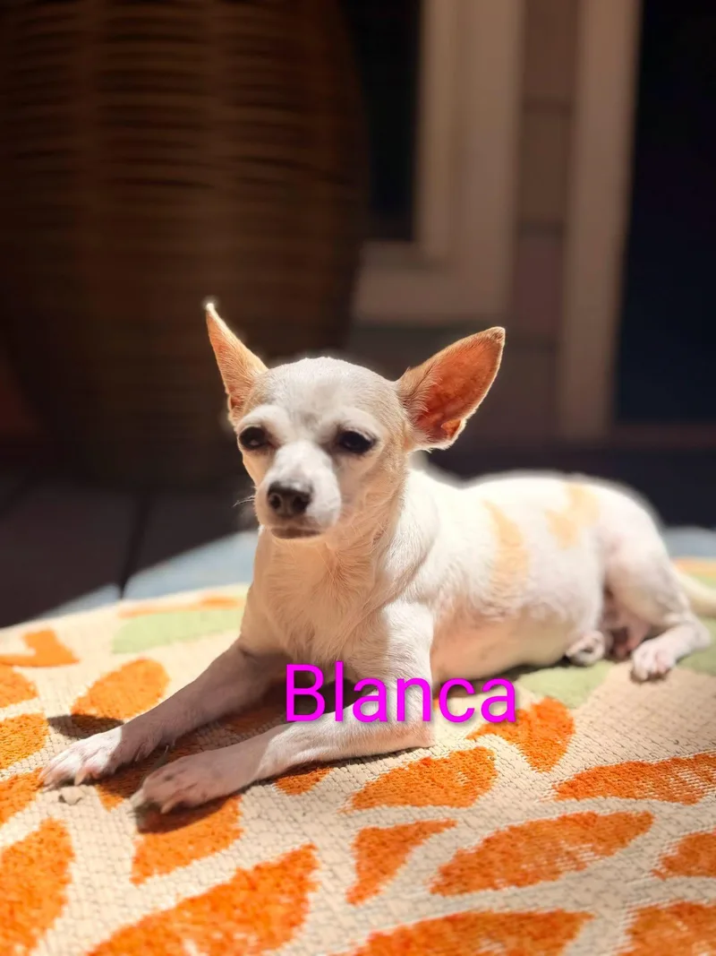 Blanca thumbnail 2