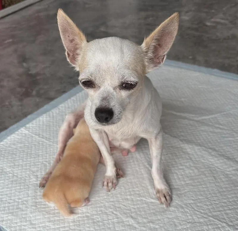 Blanca thumbnail 5