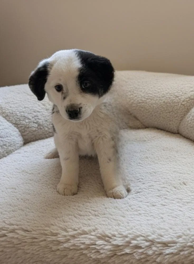 A baby medium-sized female Tricolor (Brown, Black, & White) Border Collie dog named Mary for adoption in Evergreen, CO
